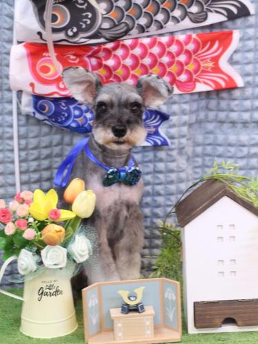 20230524むぎちゃん